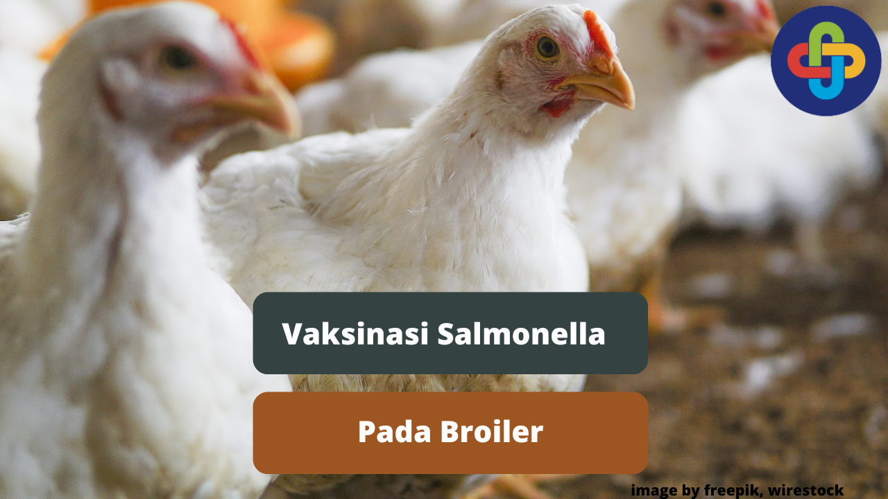 Berikut Ini Pentingnya Vaksinasi Salmonella Untuk Ayam Broiler